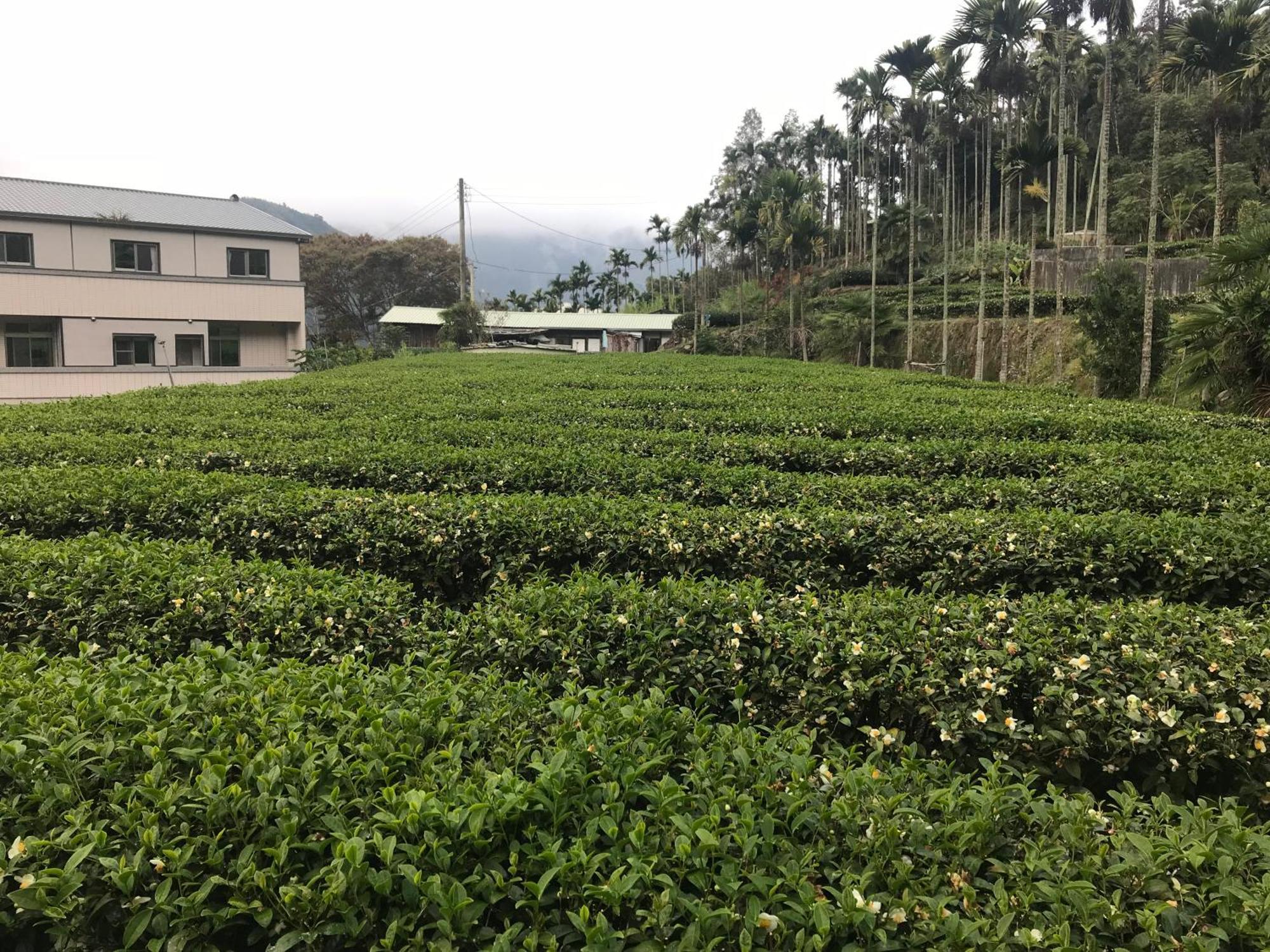 De Ren Tea Gardens Apartment Meishan Luaran gambar