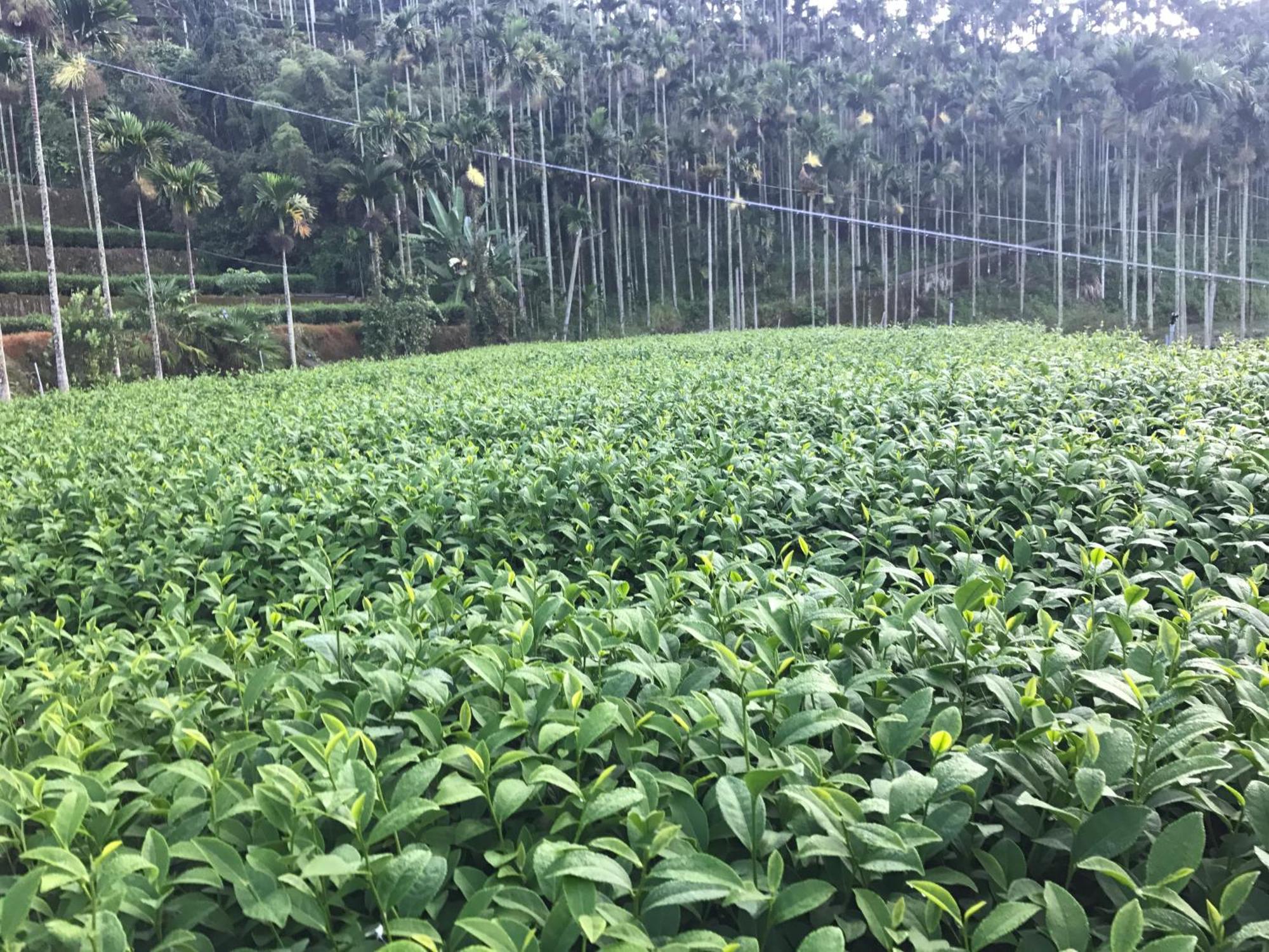 De Ren Tea Gardens Apartment Meishan Luaran gambar